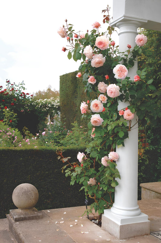 Transform Your Walls into Rose Gardens 🌹 – Premium Climbing Rose Seeds