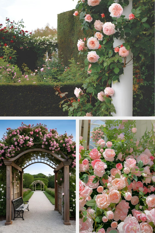 Transform Your Walls into Rose Gardens 🌹 – Premium Climbing Rose Seeds